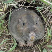 250px-Pocket-Gopher_Ano-Nuevo-SP